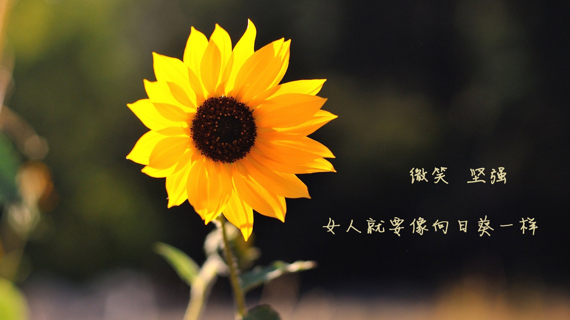 “机器人裁判：让比赛更公平，还是会引发新的争议？行业专家深度讨论”