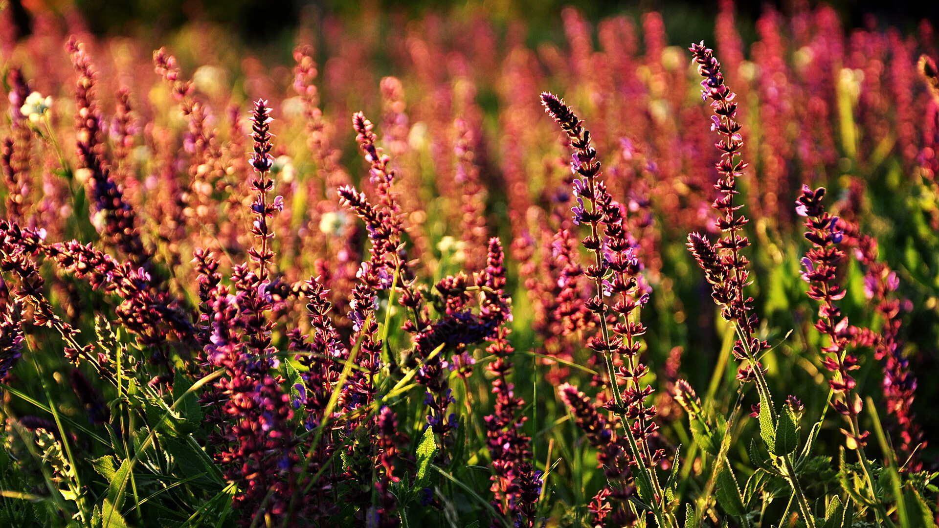 kaiyun登录入口-“青少年足球比赛精彩纷呈，未来之星纷纷亮相”，2020青少年足球比赛