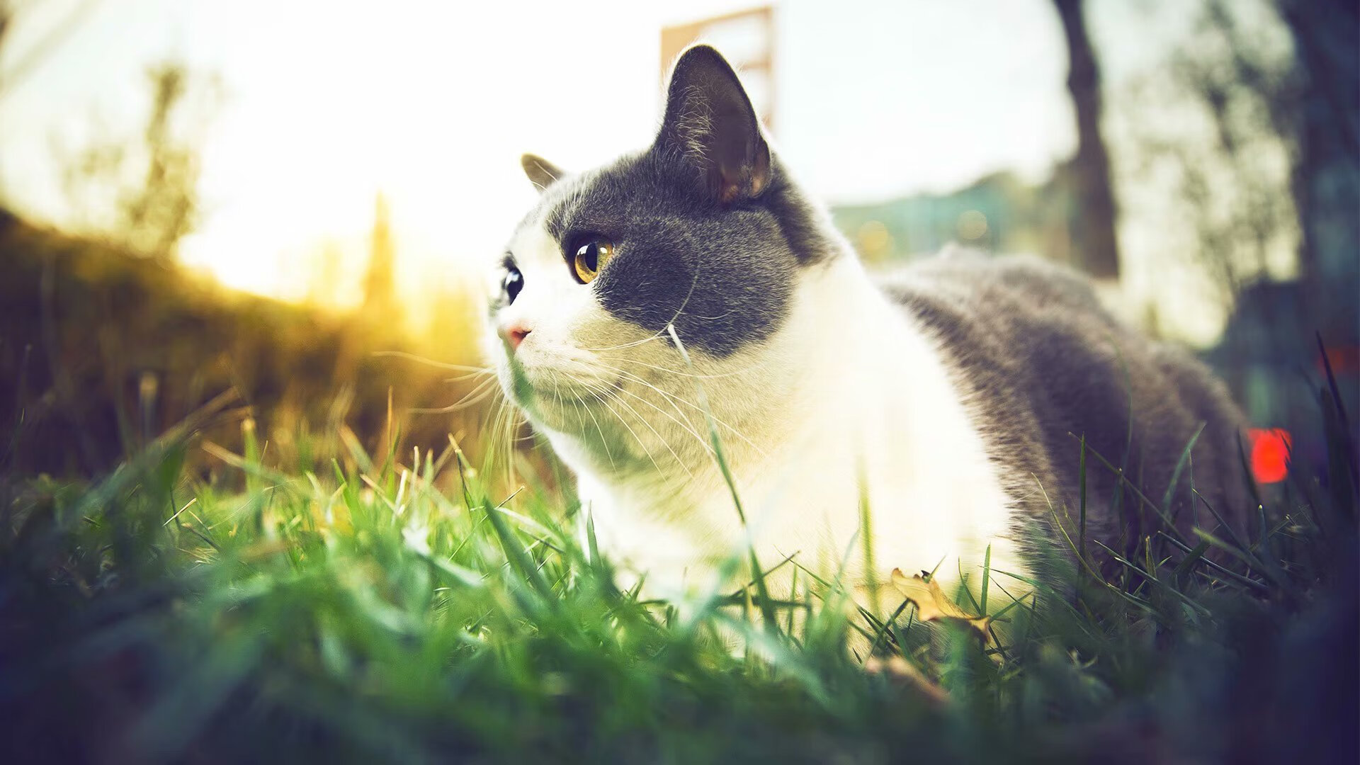 开云官网-【“云端裁判”或成常态】远程精准判决开启新篇章