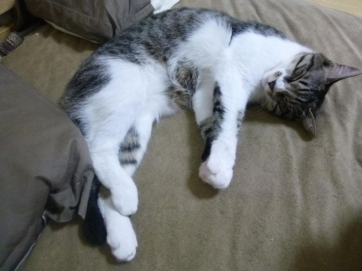 kaiyun中国官方网站-【未来棒球】科技引领，传统比赛向“快节奏”迈进！，棒球未来社区2期