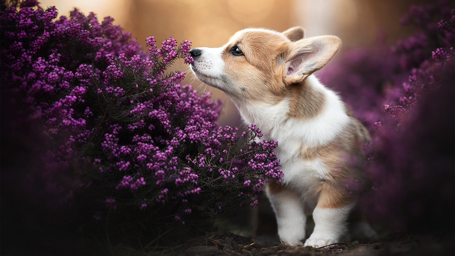 中外足球青训合作项目启动,培养人才,中国足球青训学校有哪些